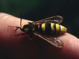 Der Hornissenschwärmer, ein Schmetterling aus der Gruppe der Glasflügler gibt zugunsten seiner Täuschung, ein stechendes Wespentier zu sein, sogar die schmetterlingstypische Schuppenbedeckung seiner Flügel auf.