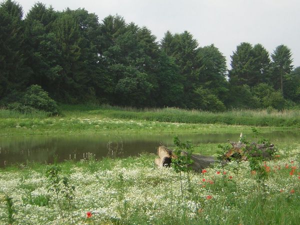 Ausgleichsfläche mit Blumenwiese, Weiher, Schilfröhricht