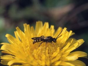 Nomada flava - Gelbe Wespenbiene