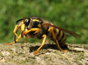 Waldwespe - die antennenbreite Wange der Langkopfwespe ist gut zu erkennen