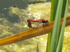 Paarungsrad der Feuerlibelle