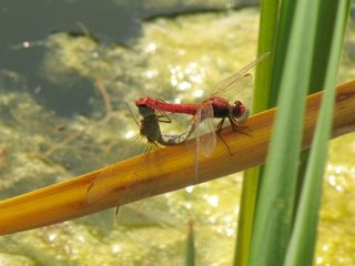 Paarungsrad der Feuerlibelle