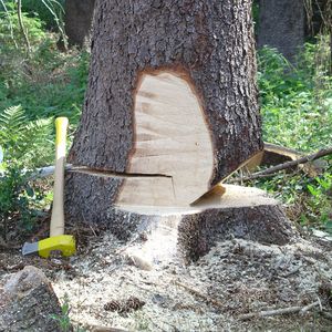 mit Kettensäge angeschnittener Baum 