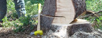 mit Kettensäge angeschnittener Baum 