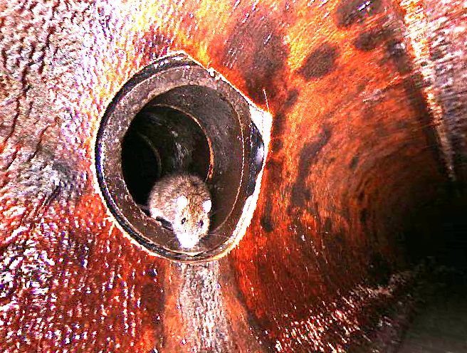 Während einer Kamerabefahrung schaut eine Ratte aus dem Anschluss einer privaten Anschlussleitung in die TV-Kamera.